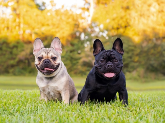 Top 10 des races de chiens