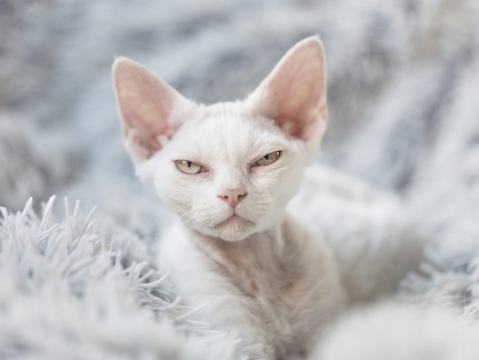 Top 10 des races de chats pour les amoureux des chats